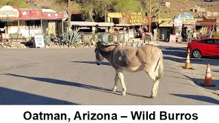 Oatman, Arizona - Route 66, Wild Burros, Old Wild West Ghost Town - Full Time RV Living & Travel