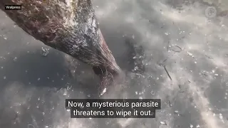 Mussel plagued by parasite