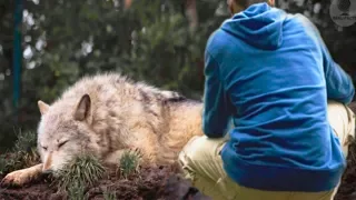 A man saved a she wolf from a trap, a few years later she saved his life