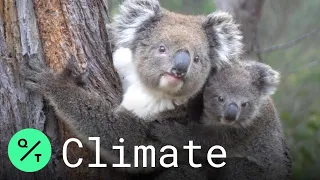 Koalas Return Home After Surviving Australia's Fires