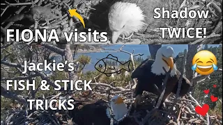 Wow! FIONA🐿️ Visits Shadow at Night Twice! 🐟 FUNNY Jackie The 'Stick Woman's Tricks 🥢 RAVEN Checks!