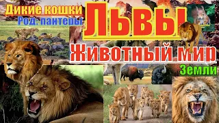 Животный мир земли. Дикие кошки. Род: пантеры. Львы