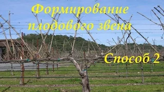 Обрезка неукрывных кустов.Формирование плодового звена [Способ 2]