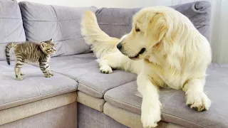 Golden Retriever Meets New Tiny Kitten For The First Time
