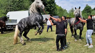 Târgul de cai de la Sucevița -Voievodeasa/Bucovina-NOU!!!