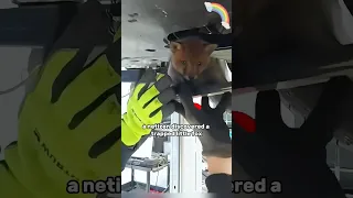 Found a little fox while fixing the car #fox #animals #shortvideo