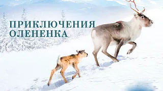 Приключение Олененка / Deer's Adventure | HD |