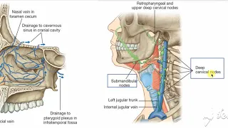 Nasal cavity venous drainage