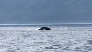 Lunge feeding by a Humpback Whale, off Vancouver Island