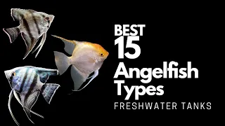 15 Best Types of Angelfish 🐠 (Don't Miss These Angels🤩)