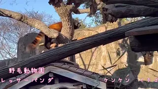 野毛山動物園のレッサーパンダ　ケンケンとイチゴ