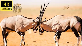 Strong Animals, Africa | Oryx attacks | Wild Animals Attack