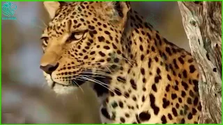 Horrible Moments! Gorillas And Leopards Fight To Protect Their Cubs | Animals Fight @3winanimal