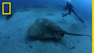 Largest Known Marine Stingray Study | National Geographic