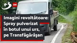 Imagini revoltătoare: Spray pulverizat în botul unui urs, pe Transfăgărăşan