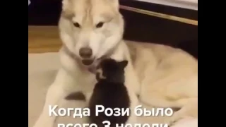 Кошка, считающая себя хаски