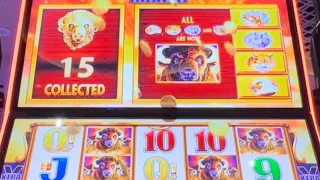 Buffalo gold revolution 15 gold buffalo head #jackpot #handpay