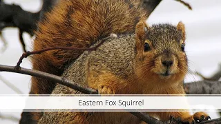 Identifying Tree Squirrels of North America