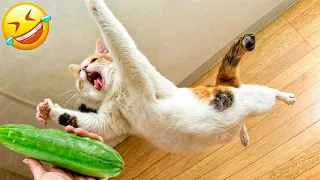 When God sends you funny dogs and cats 😂 Funniest cat ever 🐶#7