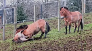 Przewalski's Horses Fighting at Edinburgh Zoo - 06/02/23