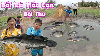 Giải Cứu Đàn Cá Mắc Cạn Mùa Khô [ Trang And Vinh ]