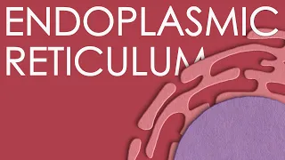 Endoplasmic reticulum: structure and function