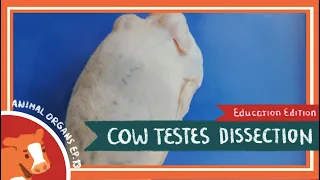 Testis Dissection || Low-Hanging Fruit [EDU]