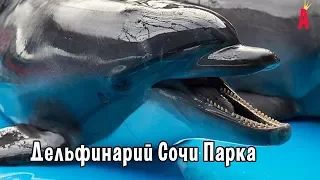 Дельфинарий Сочи Парка