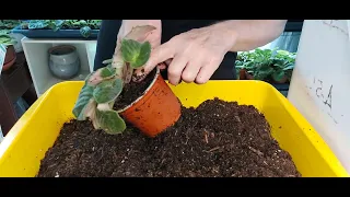 How to Repot an African Violet Plant & Correct Soil Mix for an African Violet in a Hot Dry Climate