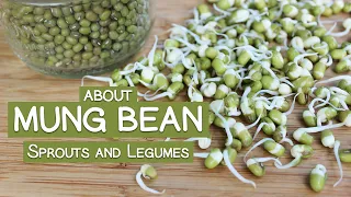 About Mung Bean Sprouts and Legumes, How to Sprout Them