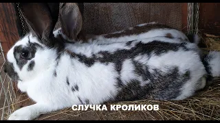 СЛУЧКА КРОЛИКОВ🐰🐇 СОДЕРЖАНИЕ 🐰РАЗМНОЖЕНИЕ🐇🐰🐇🐰