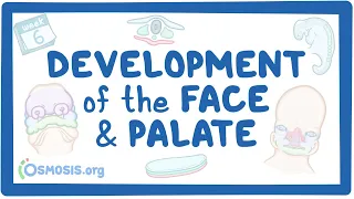 Development of the Face and Palate