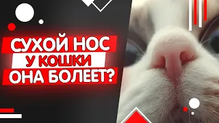 Почему у кошки сухой нос - она заболела?