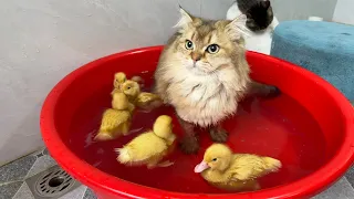 Brave and funny cat😂! The little duck invites the cat to take a bath with him.cute animal videos