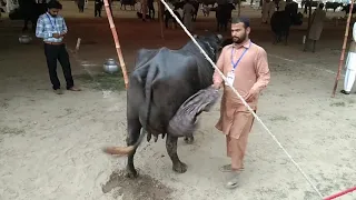 Buffalo's Milk competition  in Agriculture University Faisalabad