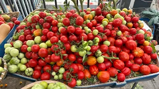 Cómo cultivar tomates pulpo fructíferos