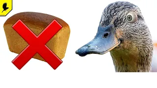 WHY CAN'T DUCKS BE FED BREAD? What can I feed WILD ducks in winter? What can not be fed to ducks?