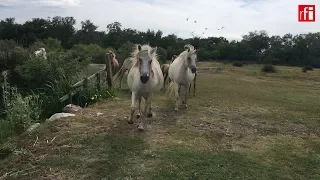 The man who's fought 40 years to protect the Camargue horse