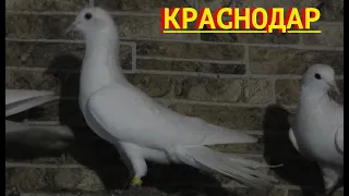 Широкохвостые голуби Сергея Мазикина в Краснодаре!