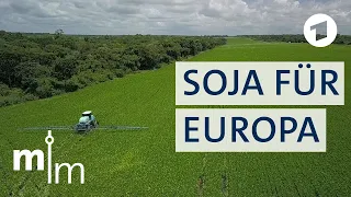 EU-Mercosur: Sojabauern jubeln