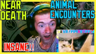 Near Death Animal Encounters Part 1 (Reaction)