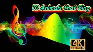 10 Animals that Sing 4K