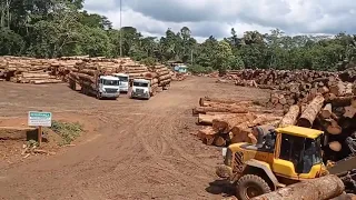 Máfia da Tora em Colniza MT! manejo a todo vapor! Madeireira SM