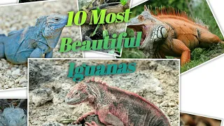 Top 10 Most Beautiful IGUANA in the world🌏🌍