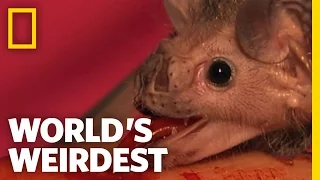 Vampire Bats | World's Weirdest