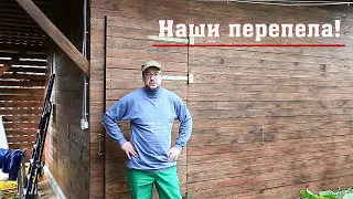 Наши перепела!