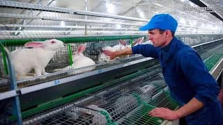 Intelligent Technology for Rabbit Farm Amazing Technology for Agriculture Modern Farm for Rabbits