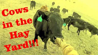 Spring Cattle Work - Part 1 - Dagley Ranch Life Episode 23