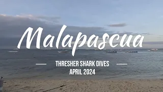 Malapascua Dives for Thresher Sharks