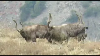 The majestic Markhor #National Animal of Pakistan#wildlife#conservation#wildlife of Pakistan